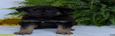 Mati