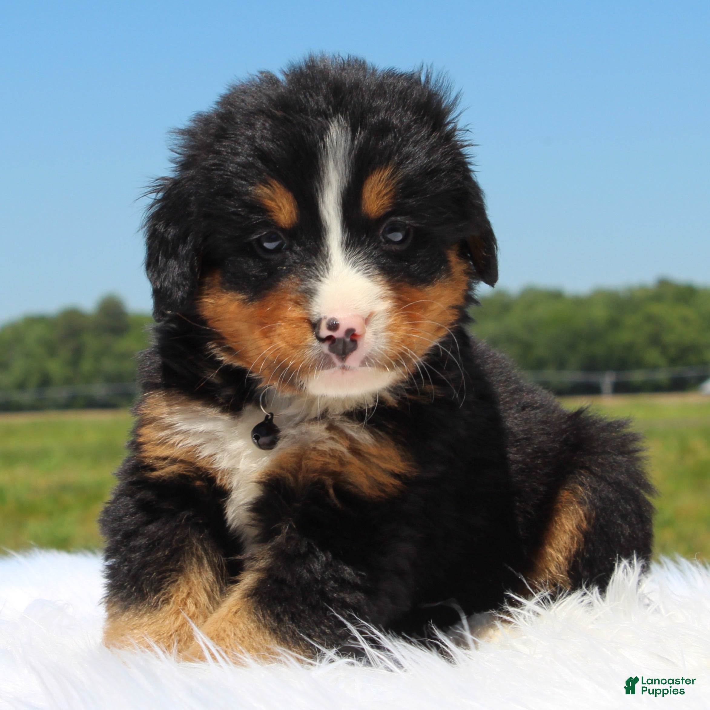 Bernese Mountain Dog dogs Arlo - Ad 1