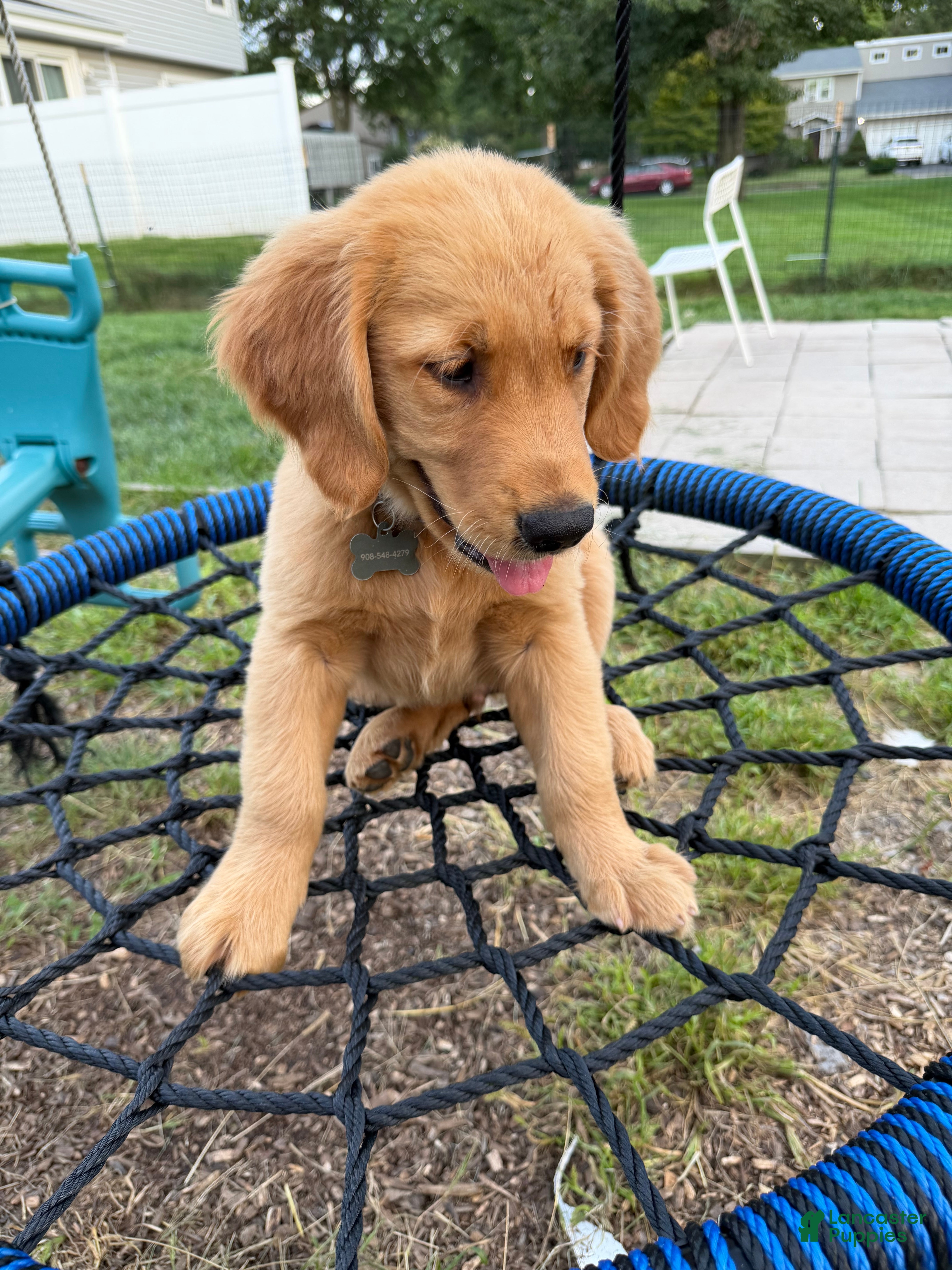 Golden Retriever dogs Waffles - Ad 2