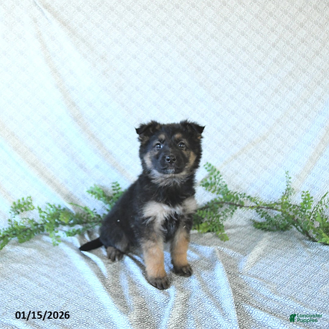 German Shepherd dogs for sale: Mia  - Ad 3