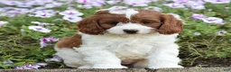 Cavapoo dogs for sale: Dawn - Ad 4