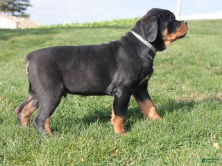 Rottweiler dogs Max - Ad 12