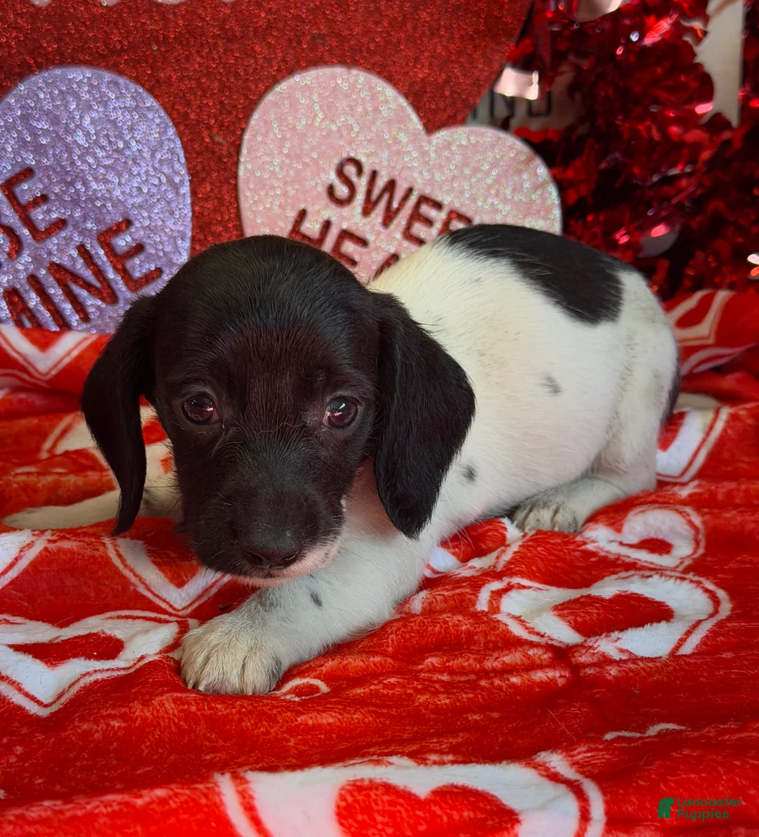 Miniature Dachshund dogs for sale: Spots - Ad 1