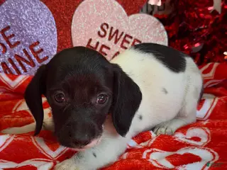 Miniature Dachshund dogs Spots - Ad 6