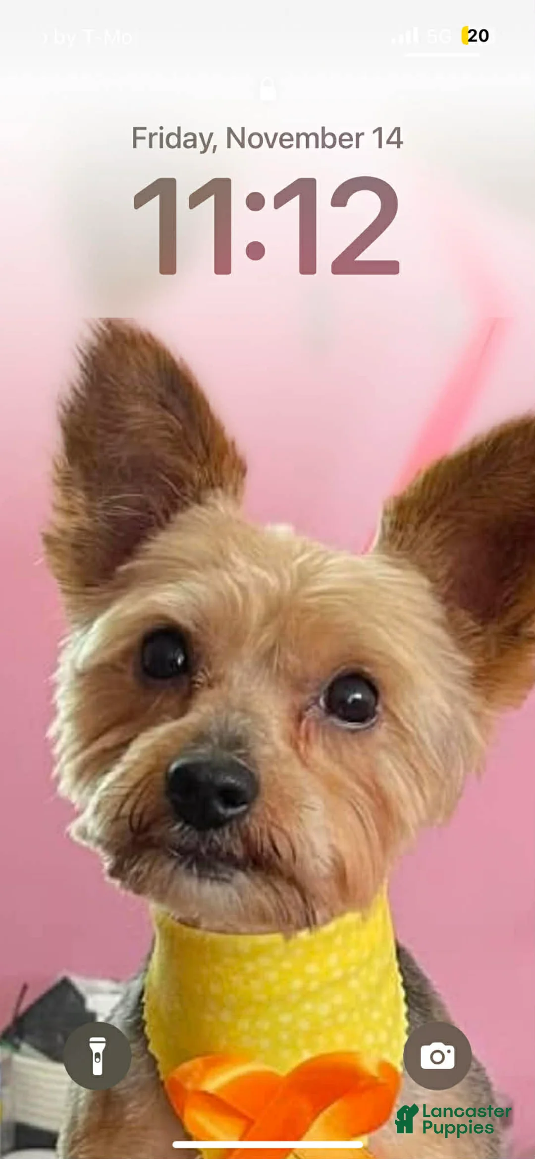 Yorkshire Terrier dogs for sale: Yorkshire Terrier Puppy 1 - Ad 2