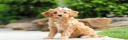 Cavapoo dogs for sale: Hazel - Ad 2