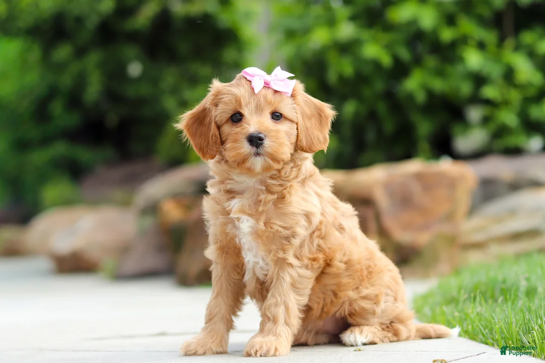 Cavapoo dogs for sale: Hazel - Ad 2