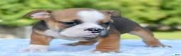Mixed Breed dogs for sale: Bruno mini hybrid bulldog  - Ad 28