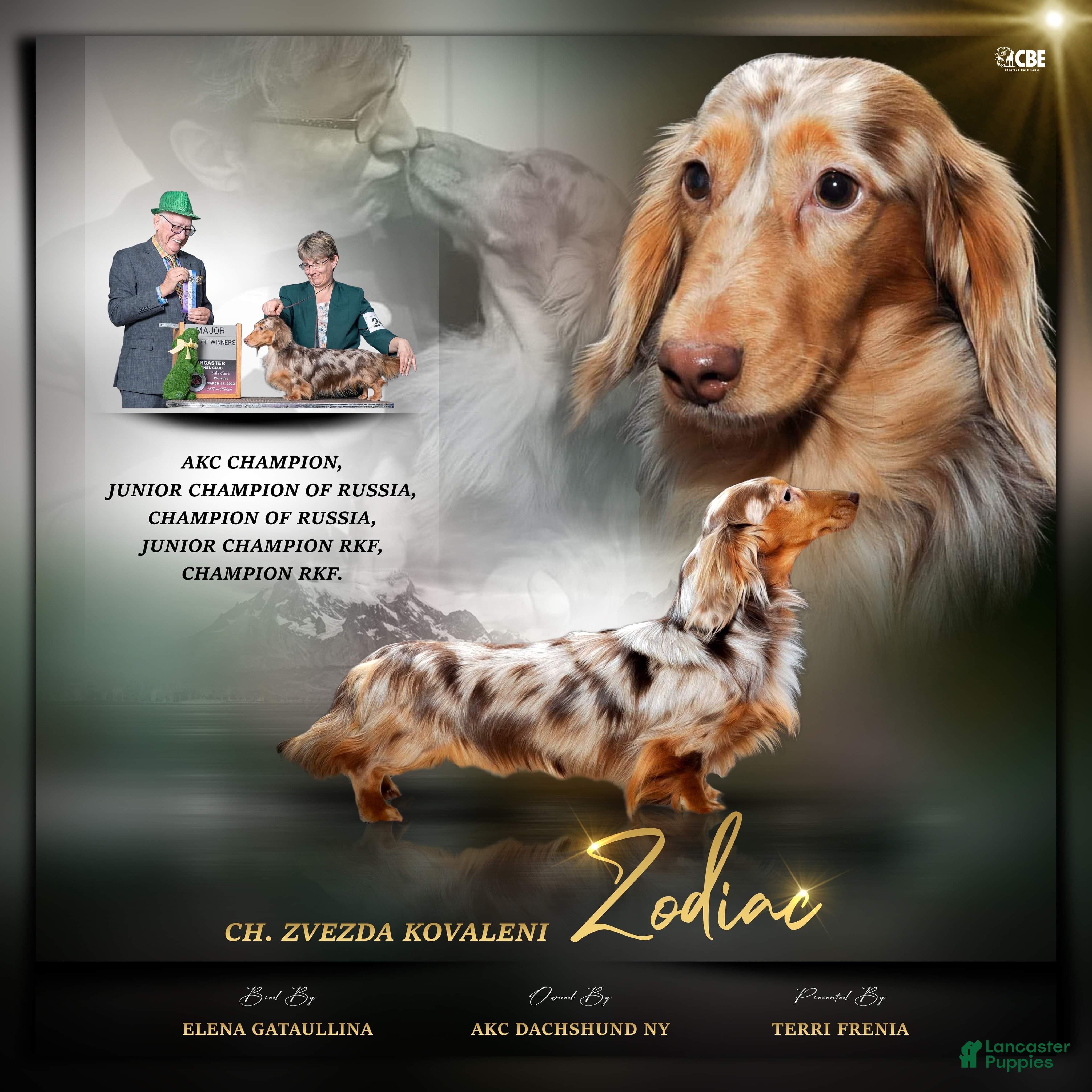 Dachshund dogs CH Zodiac stud service - Ad 2