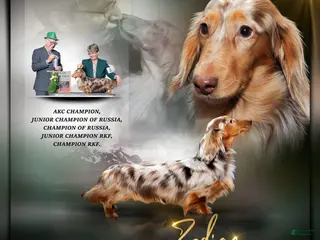 Dachshund dogs CH Zodiac stud service - Ad 6