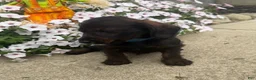 Mixed Breed dogs for sale: Lady - Ad 5