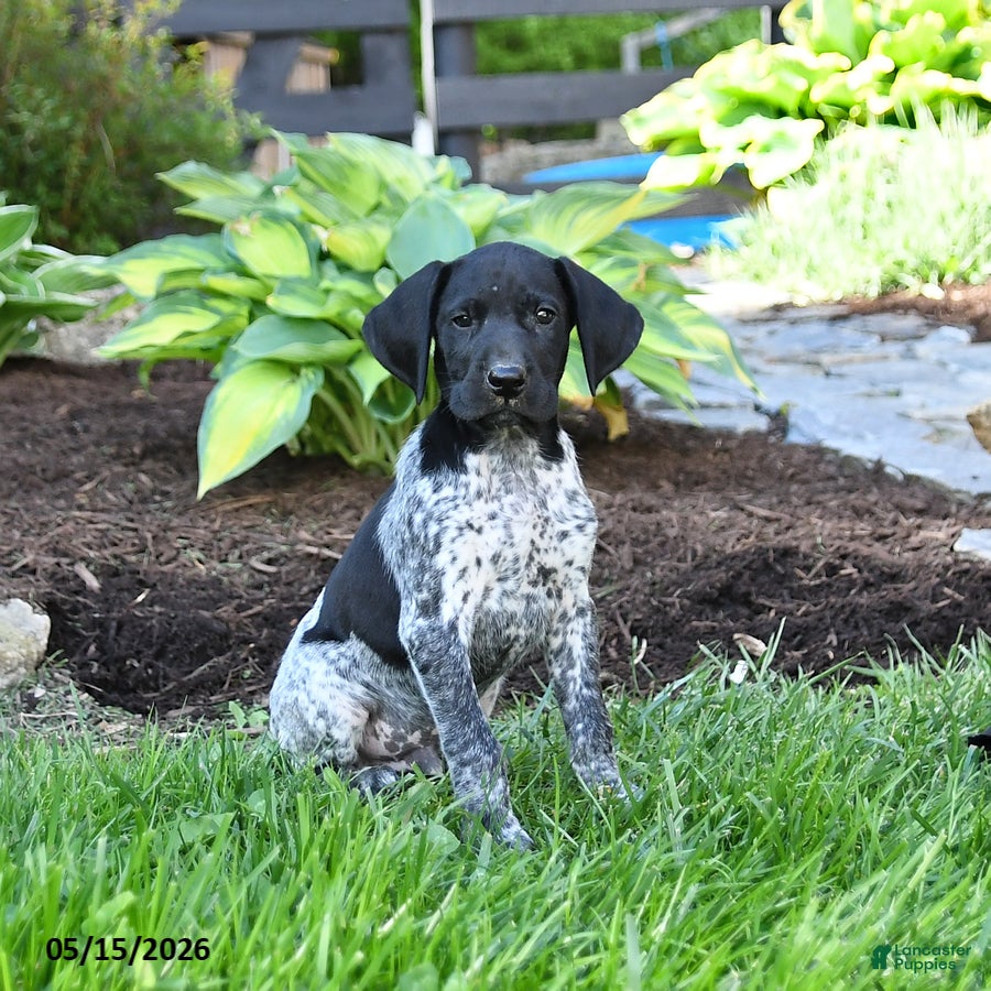 German Shorthaired Pointer dogs Pierre - Ad 1
