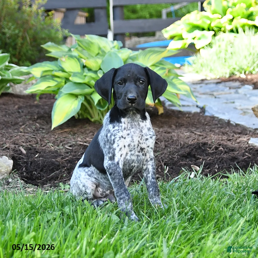 German Shorthaired Pointer dogs for sale: Pierre - Ad 1