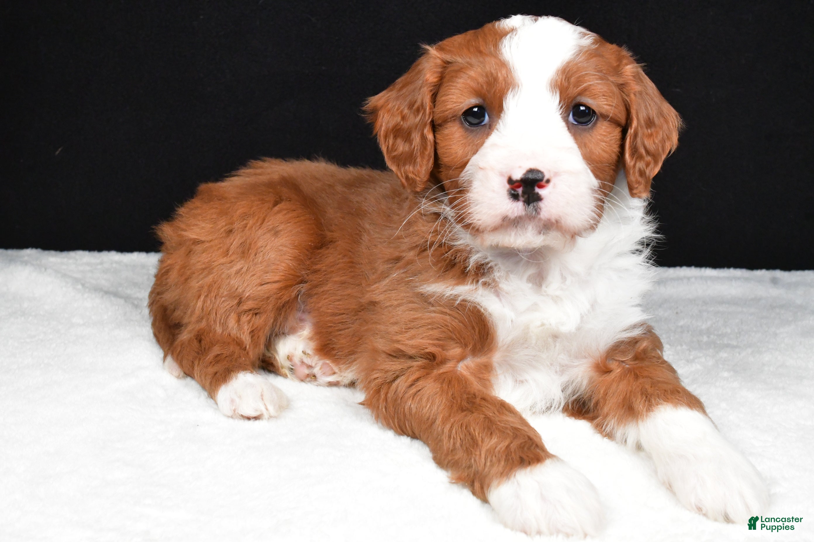 Mini Goldendoodle dogs Blaze - Ad 1