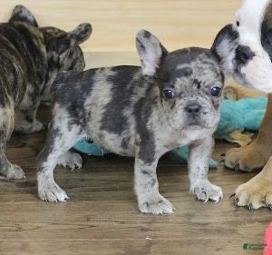 French Bulldog dogs ISSAC BLUE MERLE - Ad 30