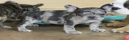 French Bulldog dogs for sale: ISSAC BLUE MERLE - Ad 1