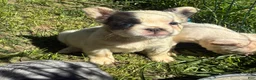 French Bulldog dogs for sale: French Bulldog Puppy 1 (fluffy) - Ad 4
