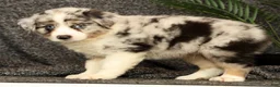 Miniature Australian Shepherd dogs for sale: Max - Ad 4