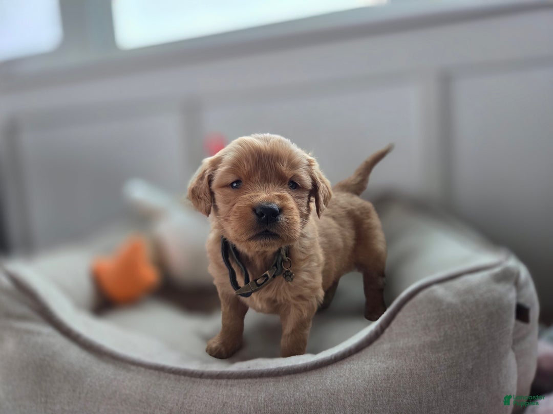 Golden Retriever dogs for sale: Stetson - AKC - Ad 3