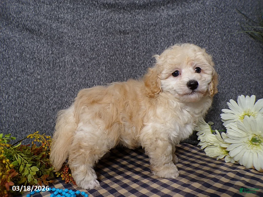 Havapoo dogs for sale: Saki - Ad 2