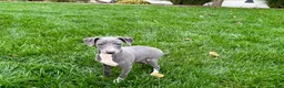 Italian Greyhound dogs for sale: Sadie  - Ad 12