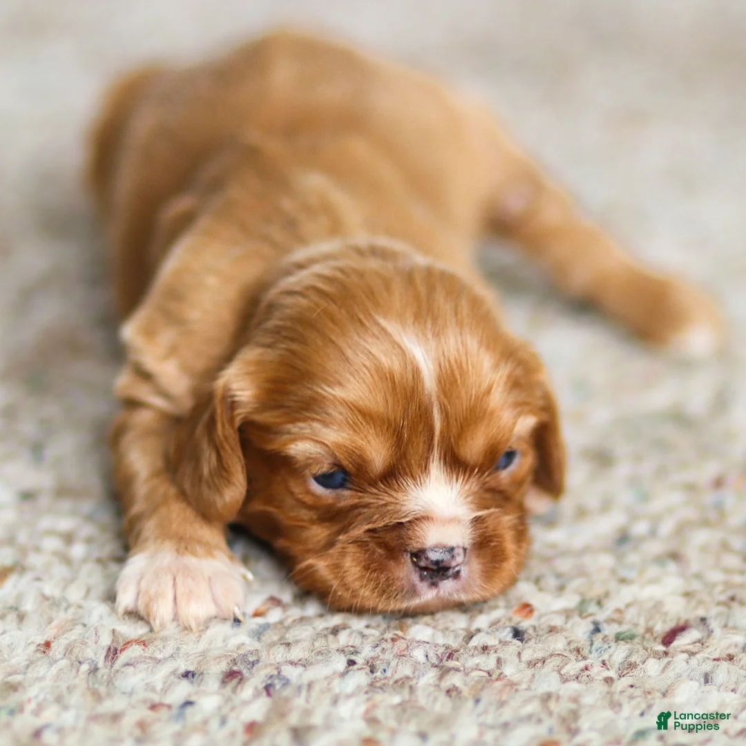 Cavalier King Charles Spaniel dogs for sale: Twinkle Cavalier King Charles Spaniel Puppy  - Ad 1