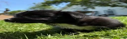 Mixed Breed dogs for sale: Beatrice - Ad 8