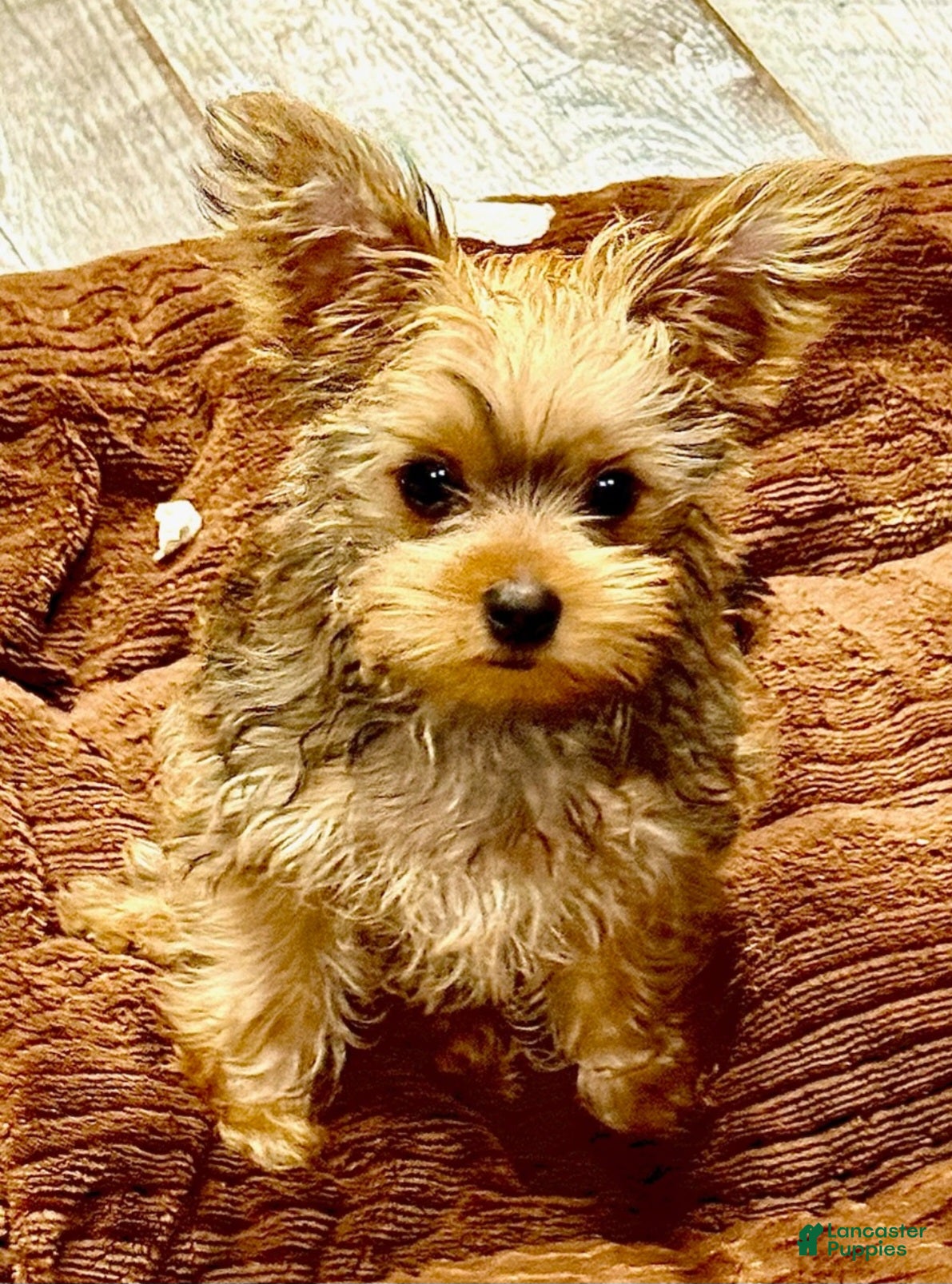Yorkshire Terrier dogs for sale: Rubio - Ad 1
