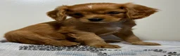 Cavapoo dogs for sale: Spencer Cavapoo  - Ad 4