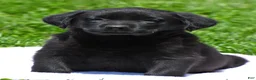 Labrador Retriever dogs for sale: Luna - Ad 4