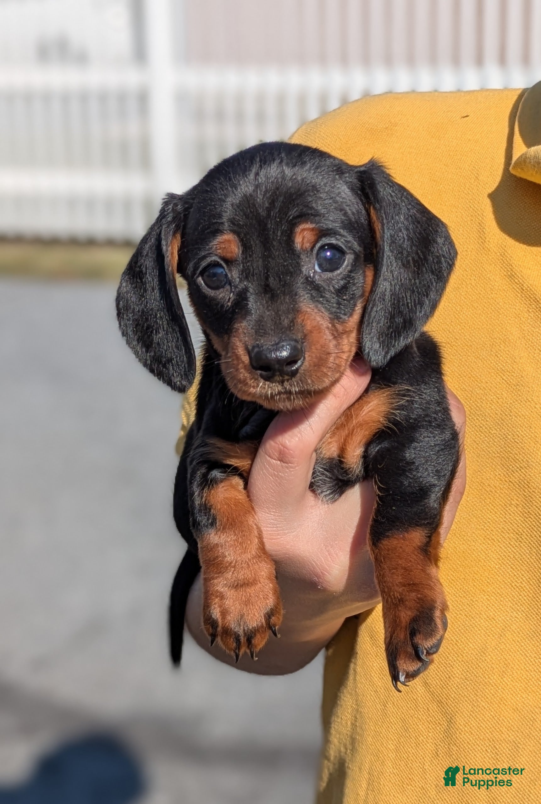 Miniature Dachshund dogs for sale: Canola - Ad 3