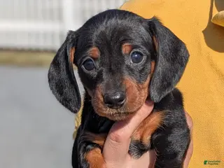 Miniature Dachshund dogs for sale: Canola - Ad 3