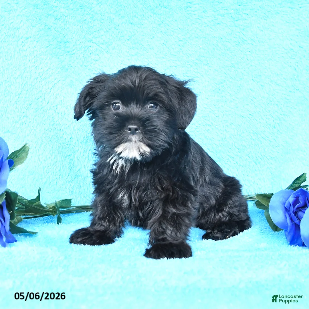 Yorkiepoo dogs for sale: Tanner - Ad 1