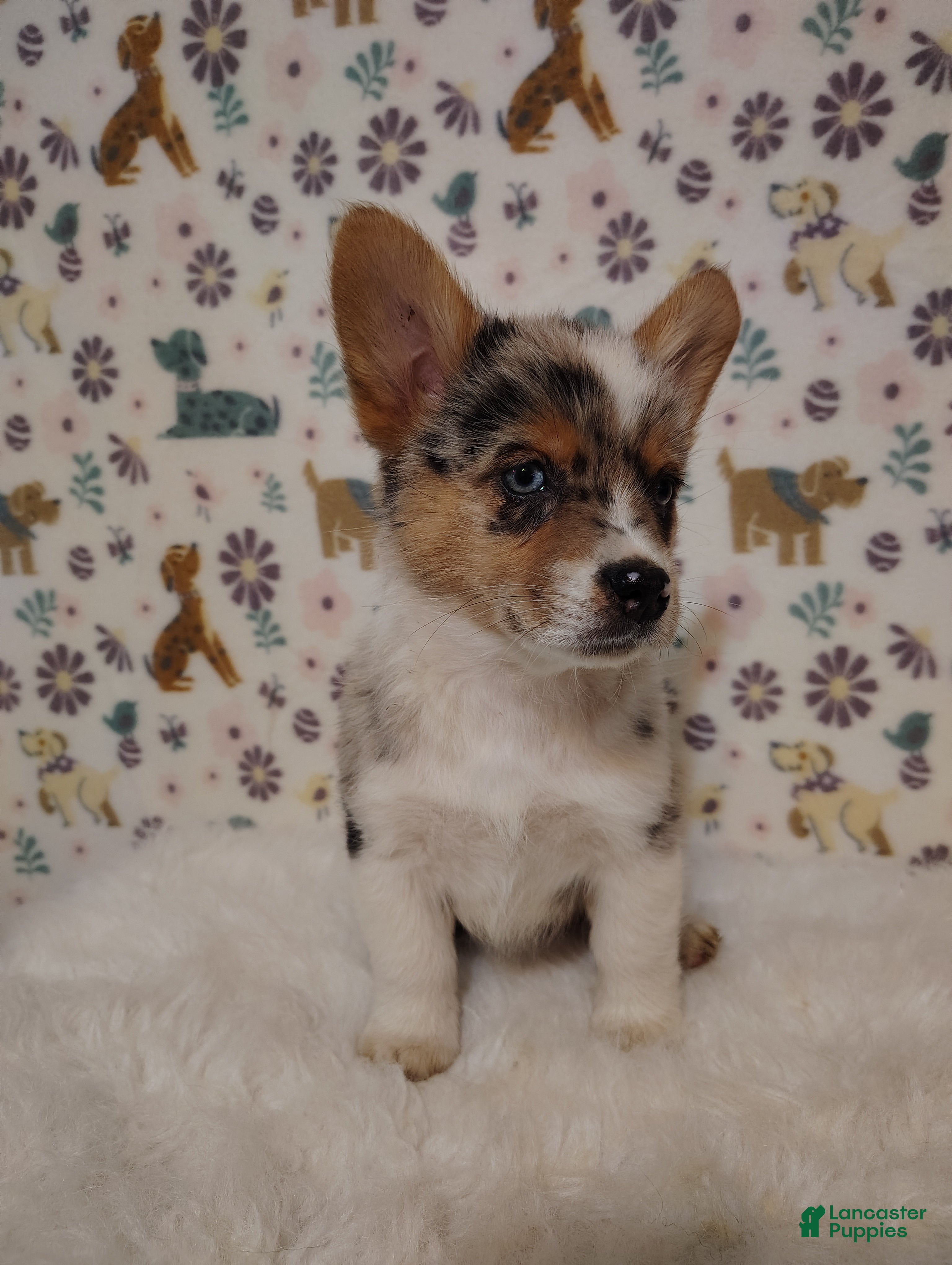 Mixed Breed dogs Montana  - Ad 1