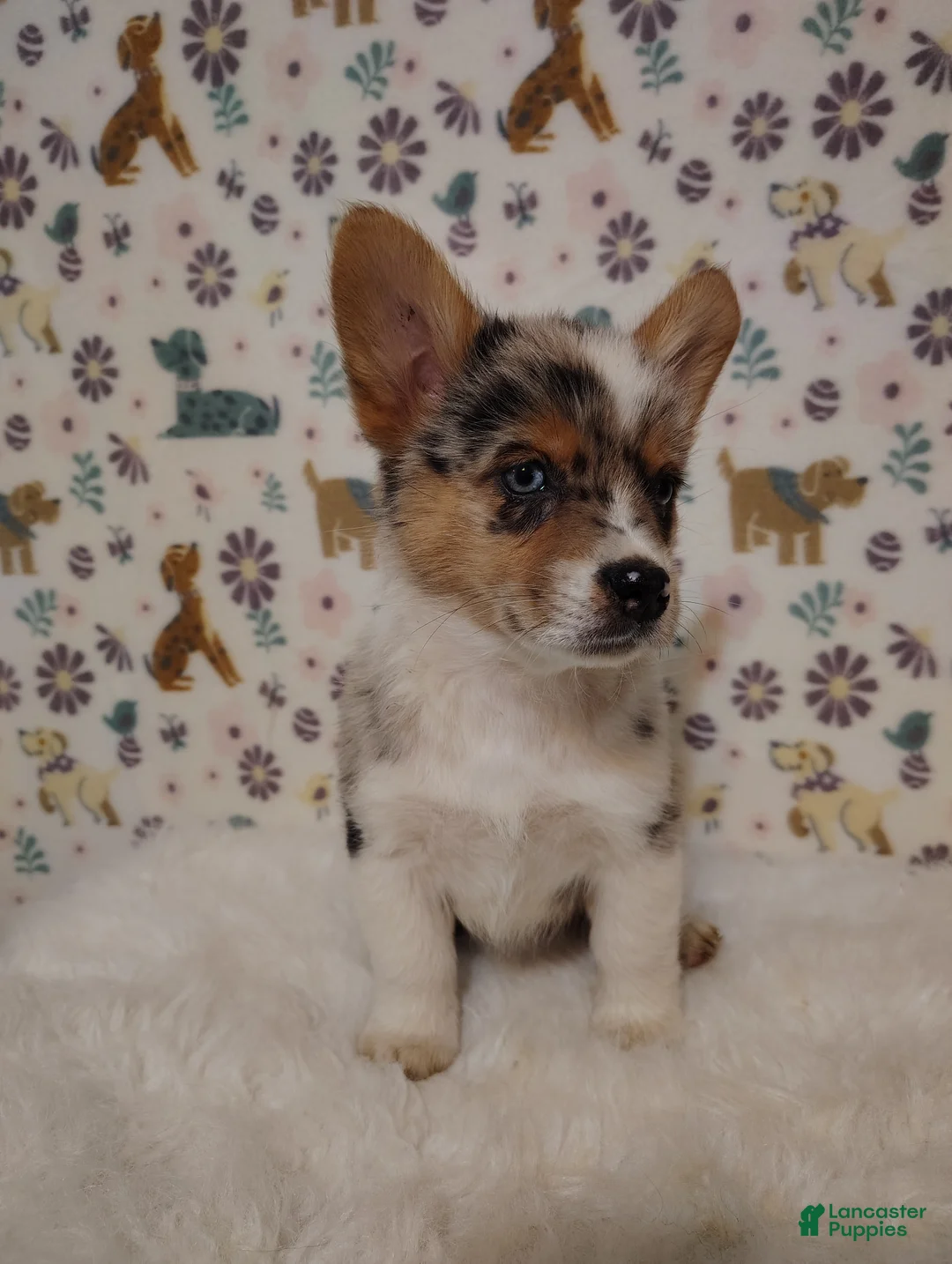 Mixed Breed dogs for sale: Montana  - Ad 1