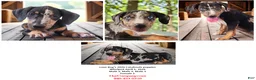 Catahoula Leopard Dog dogs for sale: Bug 2026 Male 2 - Ad 7