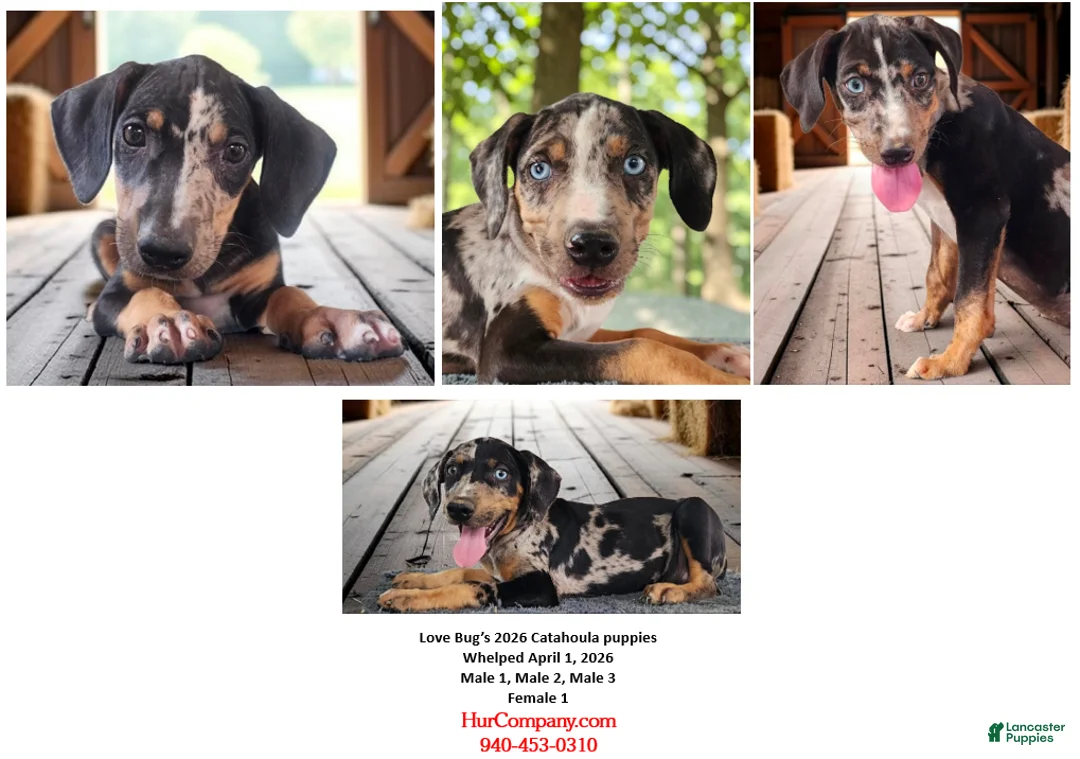 Catahoula Leopard Dog dogs for sale: Bug 2026 Male 2 - Ad 7