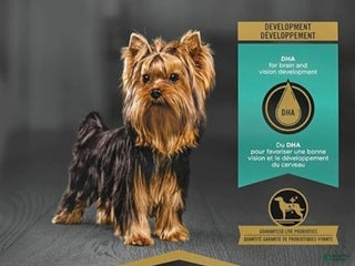 Chihuahua dogs Chihuahua Puppy 1 - Ad 6