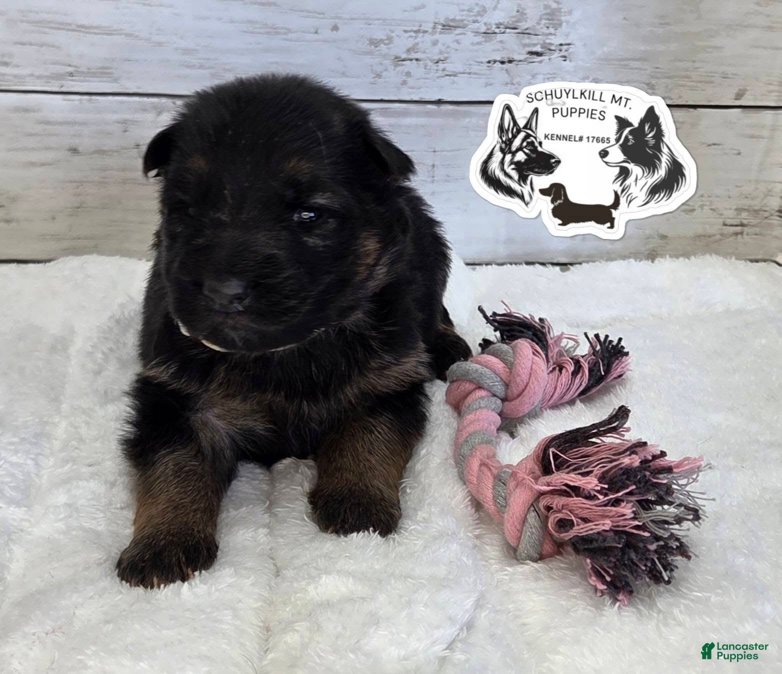 German Shepherd dogs Everest - Ad 25