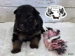 German Shepherd dogs Everest - Ad 25