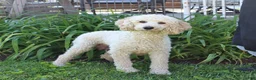 Mini Goldendoodle dogs for sale: Melody - Ad 6