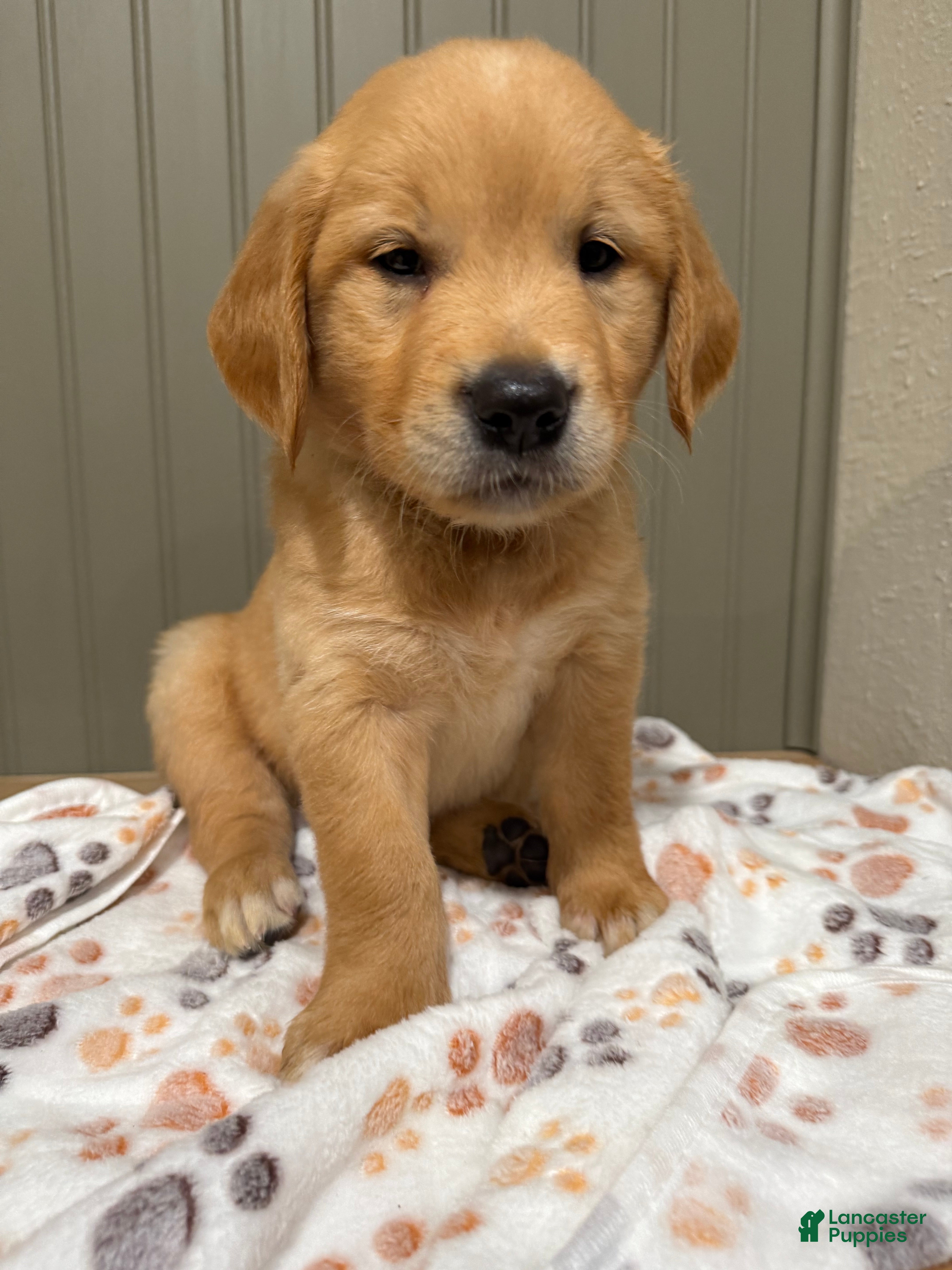 Golden Retriever dogs Blue collar  - Ad 15