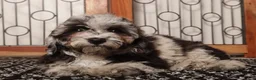 Miniature Poodle dogs for sale: Iris - Ad 3