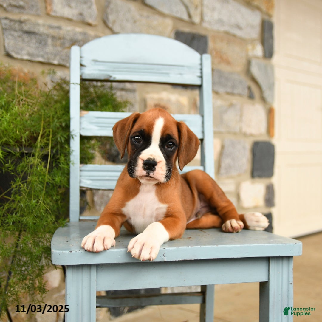 Boxer dogs for sale: Alpha - Ad 1