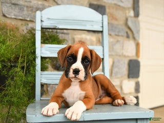 Boxer dogs Alpha - Ad 8