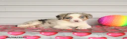 Mixed Breed dogs for sale: King - Ad 3