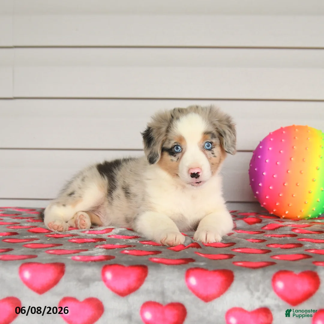 Mixed Breed dogs for sale: King - Ad 3