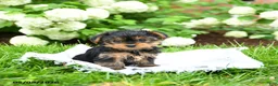 Yorkshire Terrier dogs for sale: Dorrie - Ad 3