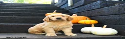 Golden Retriever dogs for sale: Hazelnut - Ad 3