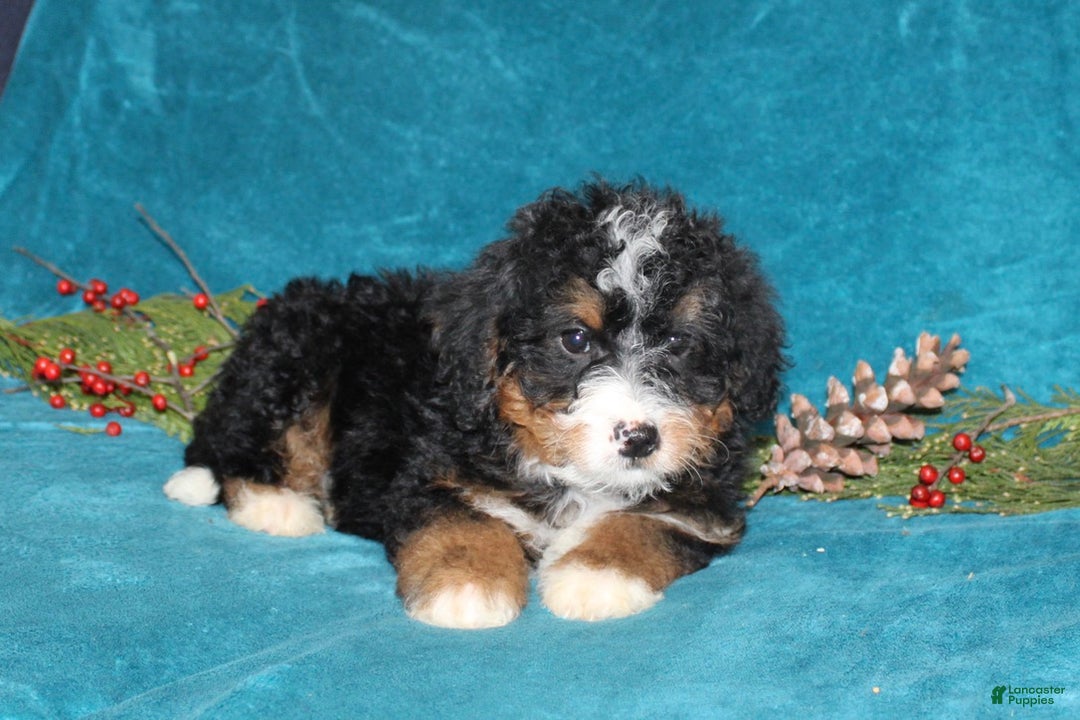 Mini Bernedoodle dogs for sale: Rover - Ad 2